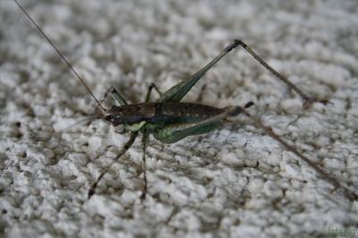 Decticelle annelée Rhacocleis annulata Fieber, 1853