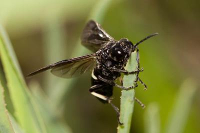  Cephaledo bifasciata bifasciata (Müller, 1766)