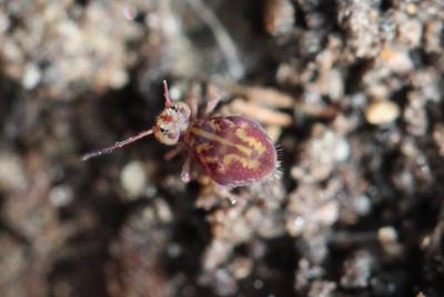  Dicyrtomina Börner, 1903