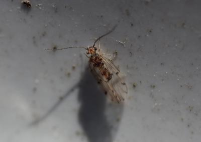 Ectopsocus petersi Smithers, 1978