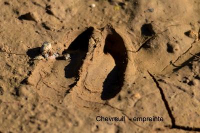 Chevreuil Capreolus capreolus (Linnaeus, 1758)