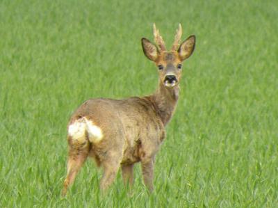 Chevreuil Capreolus capreolus (Linnaeus, 1758)