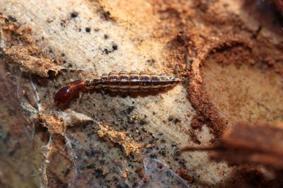 Raphidiidae 