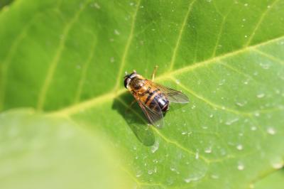  Epistrophe eligans (Harris, 1780)