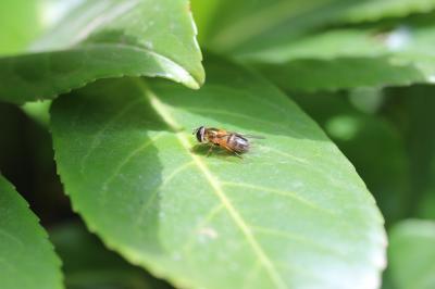  Epistrophe eligans (Harris, 1780)