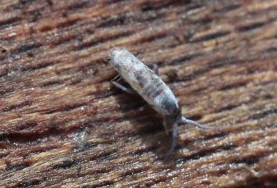  Lepidocyrtus curvicollis Bourlet, 1839