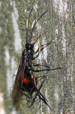  Echthrus reluctator (Linnaeus, 1758)