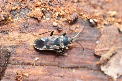  Rhyparochromus vulgaris (Schilling, 1829)
