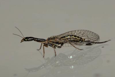  Raphidiidae 