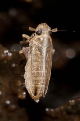  Kelisia guttulifera (Kirschbaum, 1868)