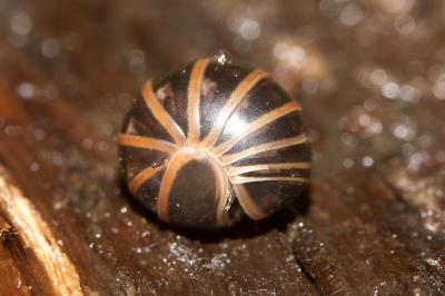  Glomeris marginata (Villers, 1789)