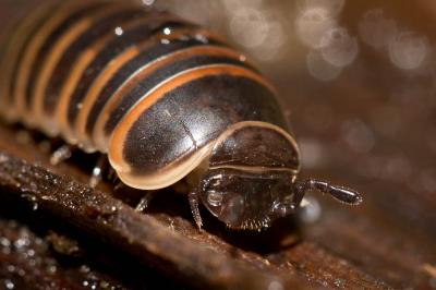  Glomeris marginata (Villers, 1789)