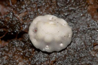  Ceroplastes Gray, 1828