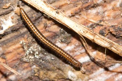  Brachyiulus pusillus (Leach, 1814)