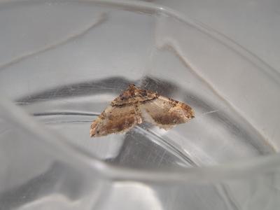 Cidarie baie (La) Earophila badiata (Denis & Schiffermüller, 1775)