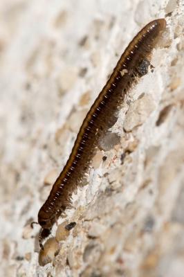  Brachyiulus pusillus (Leach, 1814)