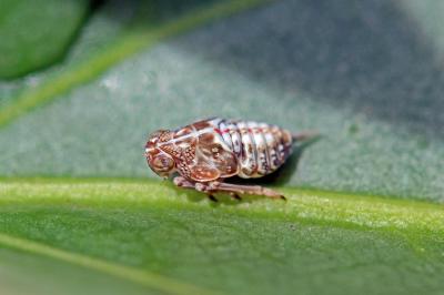  Issidae Spinola, 1839