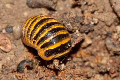  Glomeris annulata Brandt, 1833