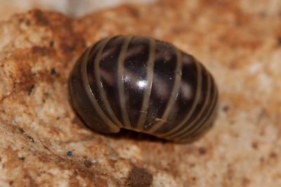  Glomeris marginata (Villers, 1789)