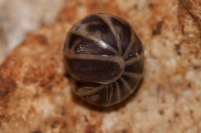  Glomeris marginata (Villers, 1789)