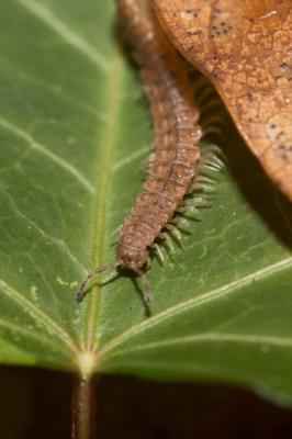  Polydesmus 