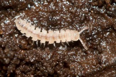  Polydesmus 