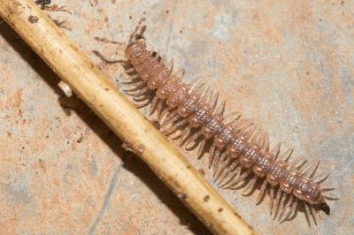  Polydesmus 