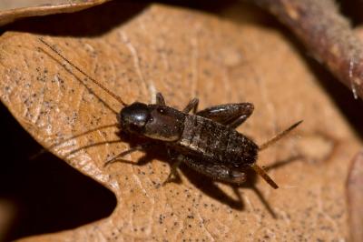 Grillon écailleux Mogoplistes brunneus Audinet-Serville, 1838