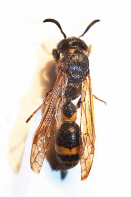  Discoelius dufourii Lepeletier, 1841