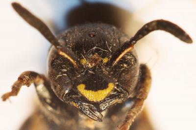  Discoelius dufourii Lepeletier, 1841