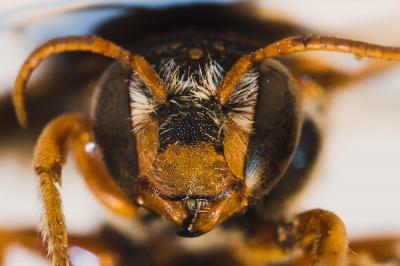  Rhodanthidium infuscatum (Erichson, 1835)