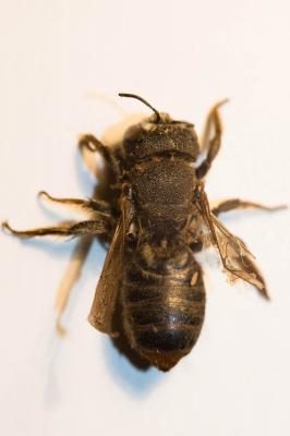  Lithurgus cornutus (Fabricius, 1787)