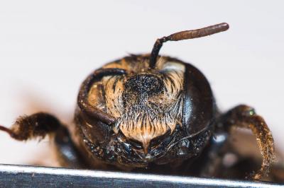  Lithurgus cornutus (Fabricius, 1787)