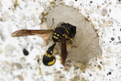  Eumenes coronatus (Panzer, 1799)