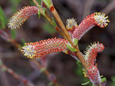 Saules Salix L., 1753
