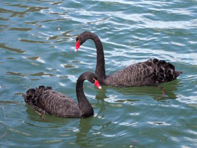 Cygne noir Cygnus atratus (Latham, 1790)