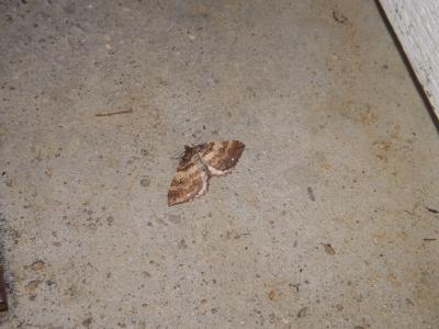 Cidarie baie (La) Earophila badiata (Denis & Schiffermüller, 1775)