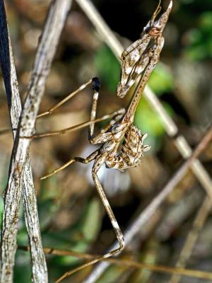 Empuse commune, Diablotin Empusa pennata (Thunberg, 1815)