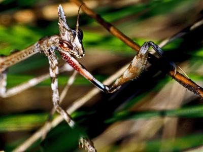 Empuse commune, Diablotin Empusa pennata (Thunberg, 1815)