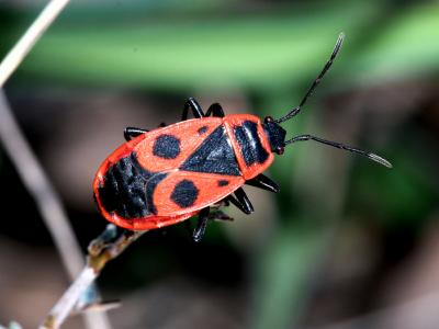 Gendarme, Pyrrhocore, Soldat, Suisse Pyrrhocoris apterus (Linnaeus, 1758)