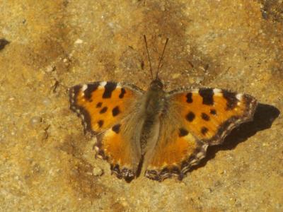Grande Tortue (La), Vanesse de l'Orme (La), Grand- Nymphalis polychloros (Linnaeus, 1758)
