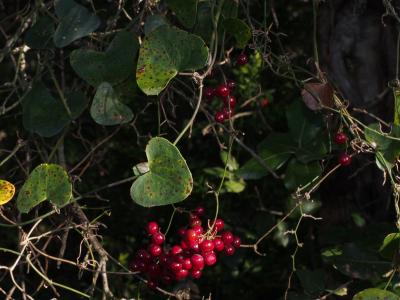 Salsepareille, Liseron épineux Smilax aspera L., 1753