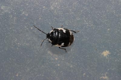 Punaise noire à quatre taches blanches Tritomegas bicolor (Linnaeus, 1758)