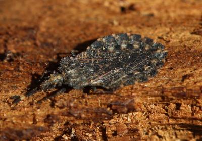  Aradus corticalis (Linnaeus, 1758)