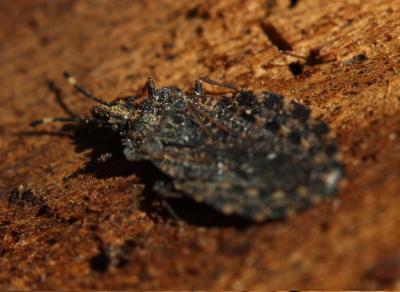  Aradus corticalis (Linnaeus, 1758)