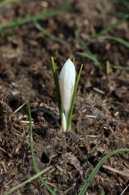 Crocus de printemps, Crocus printanier, Crocus de  Crocus vernus (L.) Hill, 1765