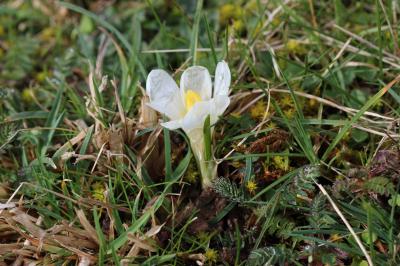 Crocus de printemps, Crocus printanier, Crocus de  Crocus vernus (L.) Hill, 1765
