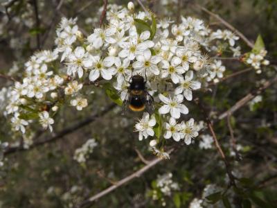  Mallota fuciformis (Fabricius, 1794)