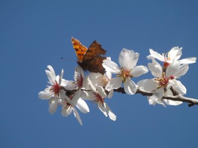 Gamma (Le), Robert-le-diable (Le), C-blanc (Le), D Polygonia c-album (Linnaeus, 1758)