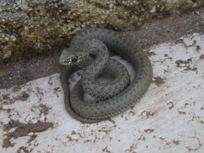 Couleuvre de Montpellier Malpolon monspessulanus (Hermann, 1804)